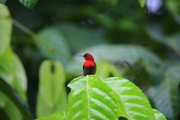 Crimson sunbird (Aethopyga siparaja) in Indonesia
