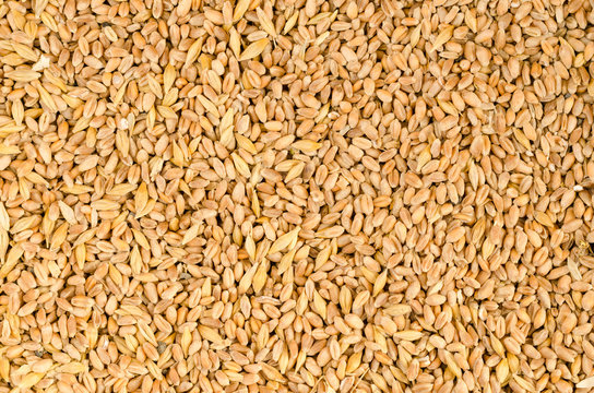 Wheat grains as agricultural background. Wheat grains texture, top view