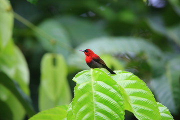 Crimson sunbird (Aethopyga siparaja) in Indonesia
