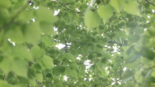白樺の木を見上げる