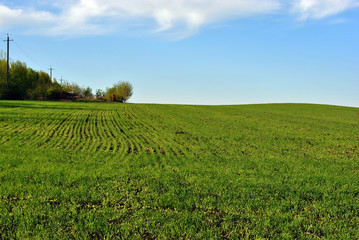 Field of winter wheat in spring along trees and power line, sky and clouds, Ukraine
