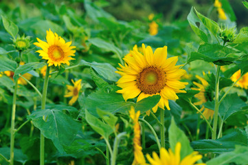closeup of beautiful sunflower blooming at garden
