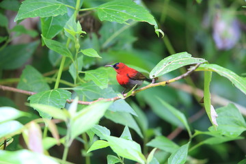 Crimson sunbird (Aethopyga siparaja) in Indonesia
