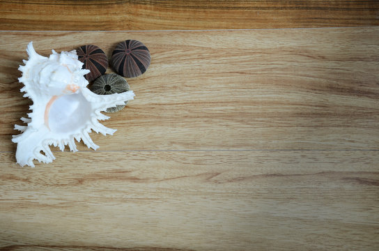 sea shell on wooden wall, seashell, wood table