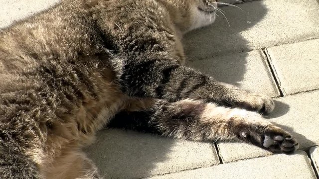 Unser grauer Kater "Tiger" liegt faul auf der Terrasse (Kameraschwenk)