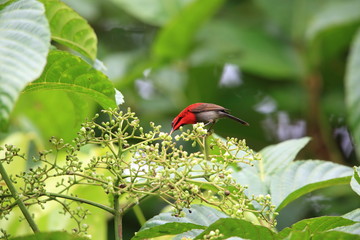 Crimson sunbird (Aethopyga siparaja) in Indonesia
