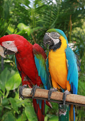 Pair of parrots.