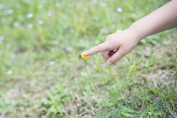 黄色い花に触る子供の手