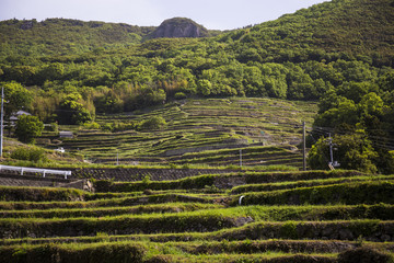 千枚田　小豆島