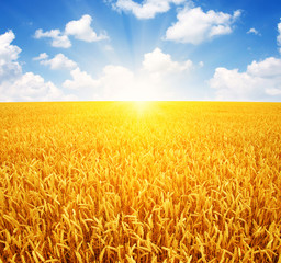 Fototapeta premium Wheat field and sun