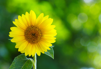 Close up of sunflower