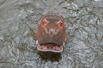 Hippopotamus in river.