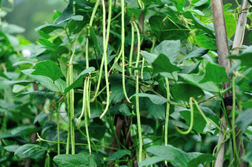 Long bean plants in growth at vegetable garden ..
