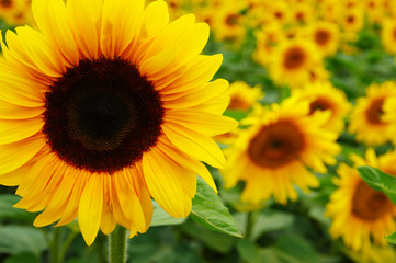 Obraz premium close-up of sunflower