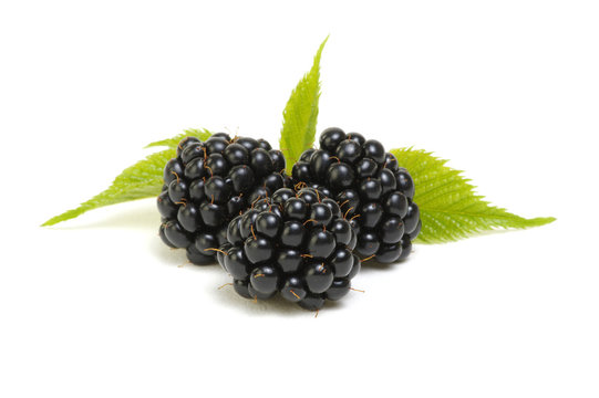 Closeup shot of fresh blackberries