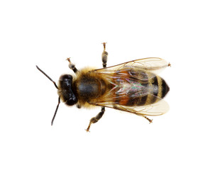 Bee on the white