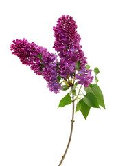 Flowering branch of lilac