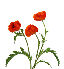  red poppy isolated on white