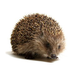 Fototapeta premium Hedgehog isolated on white
