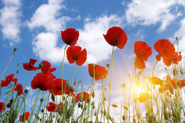  Poppies and sun