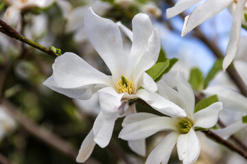 Obraz na płótnie Canvas Flowers of white magnolia in the spring garden