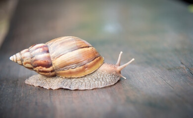 Snail dark brown with yellow on wooden floor.