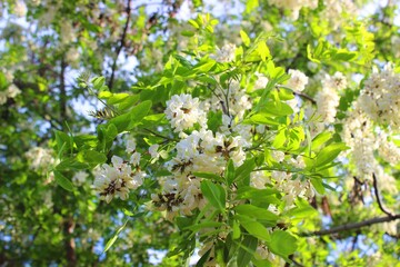 Blooming tree. The end of May