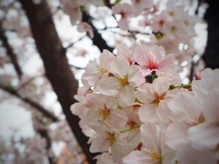 Japan Sakura Blooming Flower
