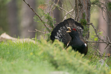 coq de bruyere tetra urogallus grand coq