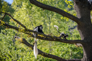 Colobus Monkey (Colobus angolensis)