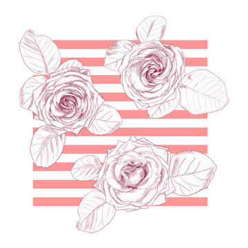 Hand drawn roses on a striped pink background.  Vector illustration.