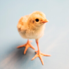 Fototapeta premium Newborn pheasant. Close-up.