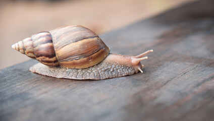 Snail dark brown with yellow on wooden floor.
