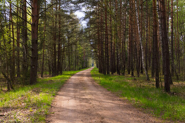 dirt road in a pine forest leaving in the distance with green grass along the roadside a sunny spring day