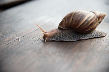 Snail dark brown with yellow on wooden floor.
