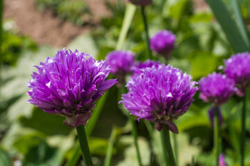 Chives, purple flowers