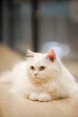 white cat couch on the wood floor with dramatic tone, select focus eye