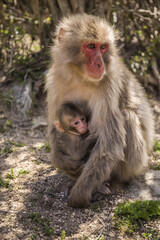 Naklejka premium 猿の親子 お猿の国 小豆島