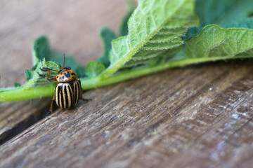 Colorado potato beetle with a leaf of a potato a macro wrecker.
