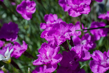 Fototapeta na wymiar Violet Carnation