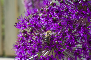 Allium onion flower with bee