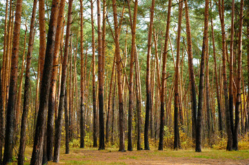 Pine tree forest at sunny day.