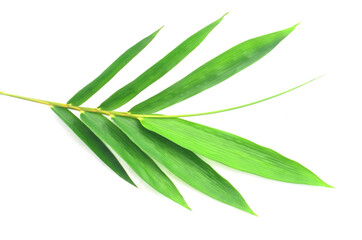 bamboo leaves on White background texture.beautiful surface