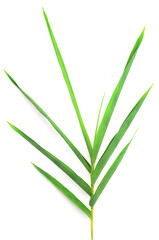 bamboo leaves on White background texture.beautiful surface