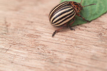 Colorado potato beetle with a leaf of a potato a macro wrecker.