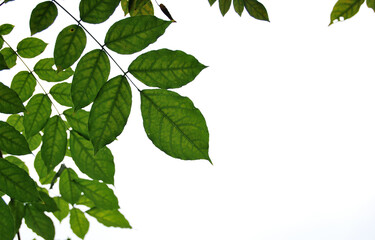 Fototapeta na wymiar Green leaves frame