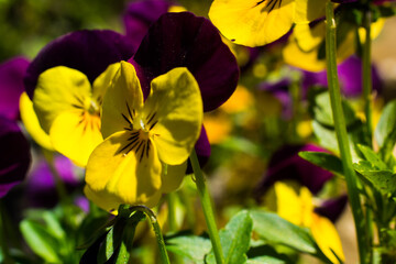 Pansy in garden