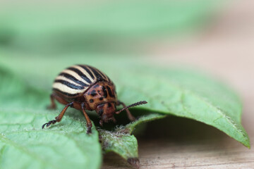 Colorado potato beetle with a leaf of a potato a macro wrecker.