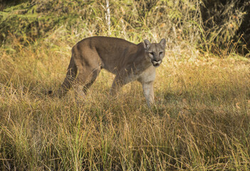 Puma in the Grass