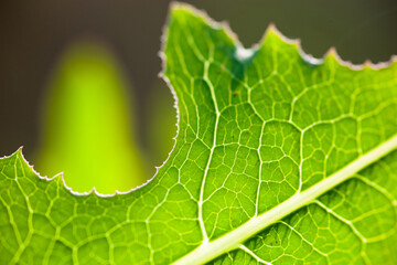 Green leaf close up